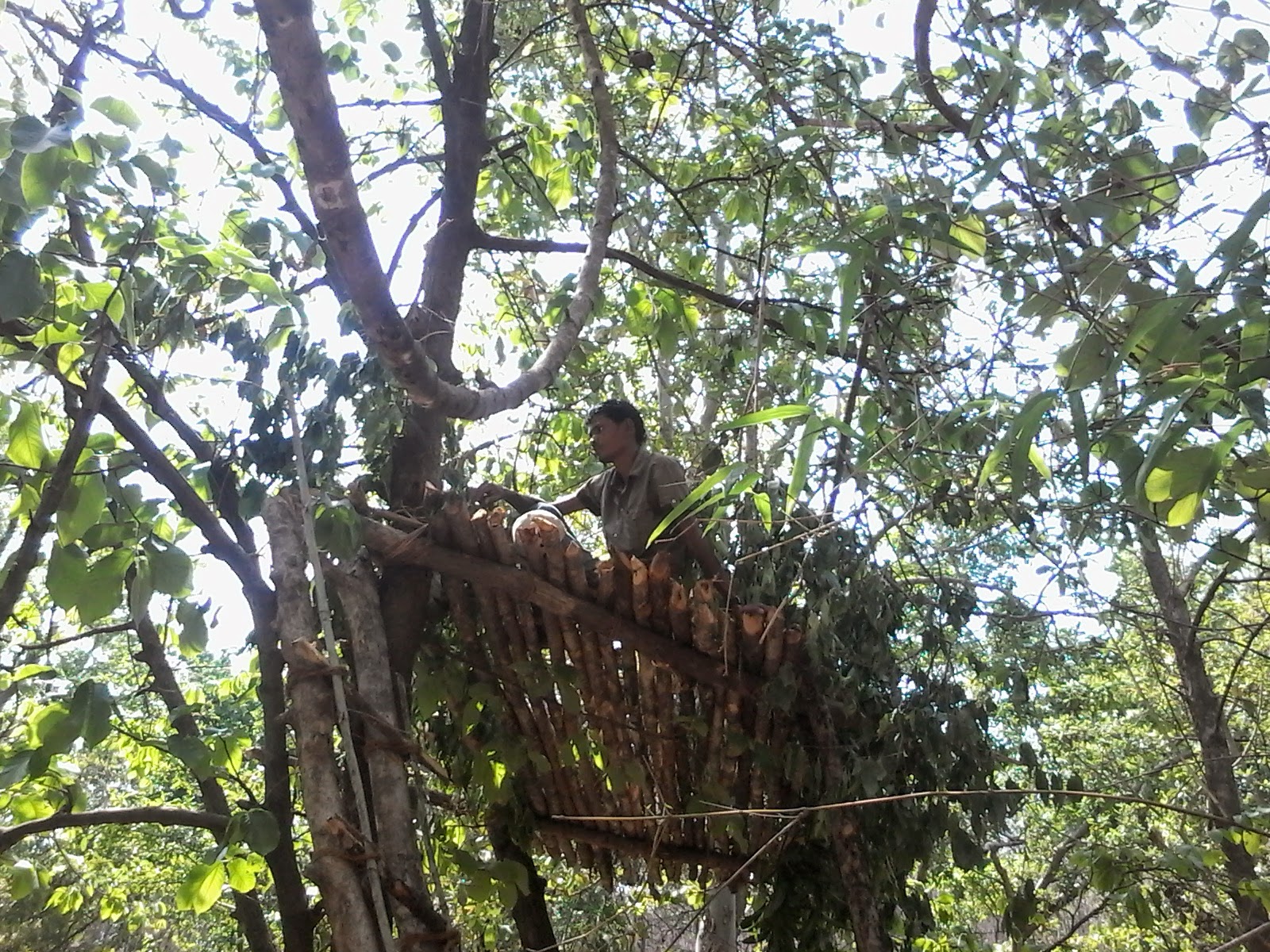 Pench Tiger Reserve conducts successful machan census under Nisarg Anubhav Programme